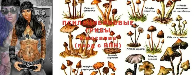 Псилоцибиновые грибы Magic Shrooms  Ефремов 